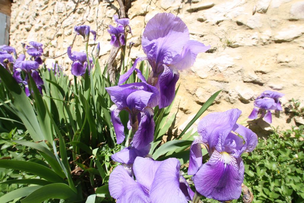 La Montagute Villa Thezan-des-Corbieres Esterno foto